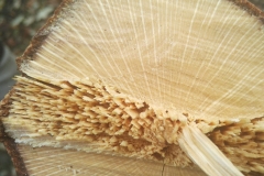 01bdcaff-e653-4c4f-8af5-6c4711ac0241-Copy