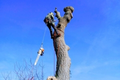 39ee1420-7c33-4e22-b5e6-6385ec7caf4d-Copy