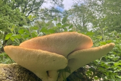 483aa9a1-b751-4cd6-8573-065279a5e4b0