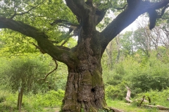 95455232-c037-422b-96bf-b231a492991e-Copy