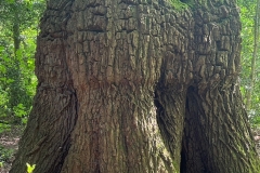 e64332bc-1f5b-4130-a57b-6c62ec727355-Copy